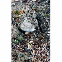 Baird's Sandpiper on Nest Cut Out