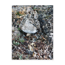 Baird's Sandpiper on Nest Post Cards
