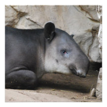 Bairds Tapir Invitation