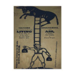 Balancing a Living Donkey ~ Postcard