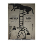 Balancing a Living Donkey ~ Postcard