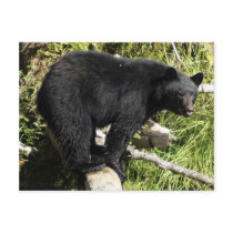 "Balancing Act" Black Bear Wildlife Postcard