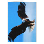Bald American Eagle Card