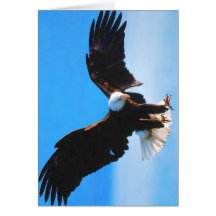 Bald American Eagle Card