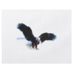 Bald American Eagle Landing Full Color Flyer