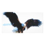 Bald American Eagle Landing Photo Card