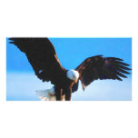 Bald American Eagle Custom Photo Card