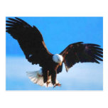Bald American Eagle Post Card
