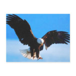 Bald American Eagle postcards