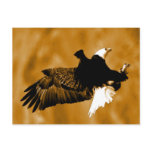 Bald American Eagle Postcard
