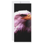Bald American Eagle Rack Card
