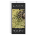 Bald cypress knees in duckweed rack card