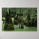 Bald cypress knees rising from swamp water posters