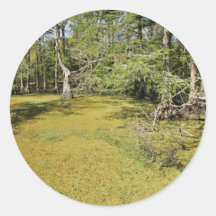 Bald cypress swamp and duckweed sticker
