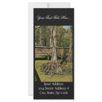Bald cypress tree beside boardwalk rack cards