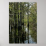 Bald cypress trees in swamp poster