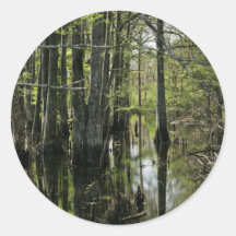 Bald cypress trees in swamp sticker
