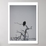 Bald Eagle #1, (C) Jack Taylor, Zazzle.com/Jack... Posters