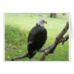 Bald Eagle 2 Cards