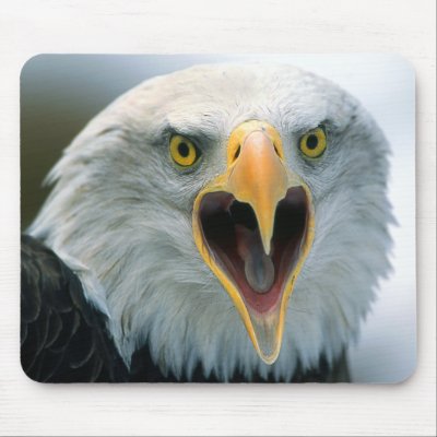 Bald Eagle #2-Mousepad by rgkphoto