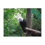 Bald Eagle 2 Postcard