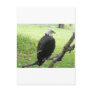 Bald Eagle 2 Post Card