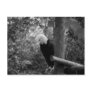 Bald Eagle 2 Postcard