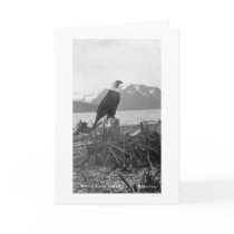 Bald Eagle Alaska 1920 Cards