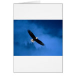 Bald-Eagle-Alaska