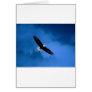 Bald-Eagle-Alaska