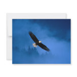 Bald-Eagle-Alaska