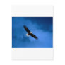 Bald-Eagle-Alaska
