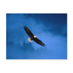 Bald-Eagle-Alaska
