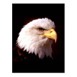 Bald Eagle American Eagle Post Cards