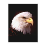 Bald Eagle American Eagle Post Cards