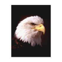 Bald Eagle American Eagle Post Cards