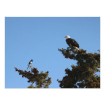 Bald Eagle and Magpie Staredown Photographic Print
