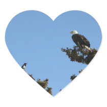 Bald Eagle and Magpie Staredown Sticker