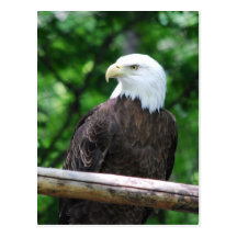 Bald Eagle Bird Postcard
