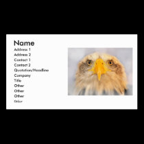 Bald Eagle business cards