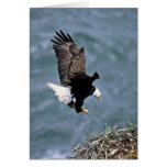 Bald Eagle Greeting Card