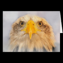 Bald Eagle cards