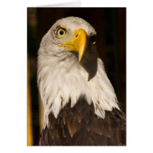 Bald Eagle Card