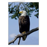 Bald Eagle - cards