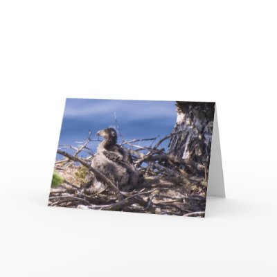 Bald Eagle Chick - Cards by naturediver