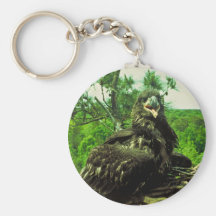 Bald Eagle Chick Key Chain