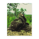 Bald Eagle Chick Post Cards