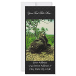 Bald Eagle Chick Custom Rack Cards