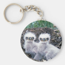 Bald eagle chicks key chains