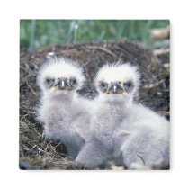 Bald Eagle Chicks Refrigerator Magnet